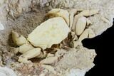 Fossil Crab (Potamon) Preserved in Travertine - Turkey #112342-4